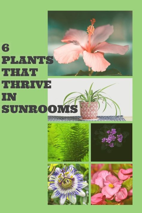 There are many options you can choose from when looking for a plant to grow in your sunroom. Here is a list of 6 plants that thrive in sunrooms. #sunrooms #plants #gardening #gardener #nourishandnestle Decks, Home Décor, Porches, Design, Layout, Gardening, Plant Sunroom, Indoor Plants, Sunrooms