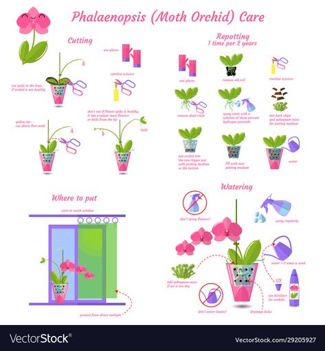 Plants, Orchid Care, Orchid Plant Care, Orchid Plants, Plant Care, Phalaenopsis, Watering, Orchids, Plant Lover