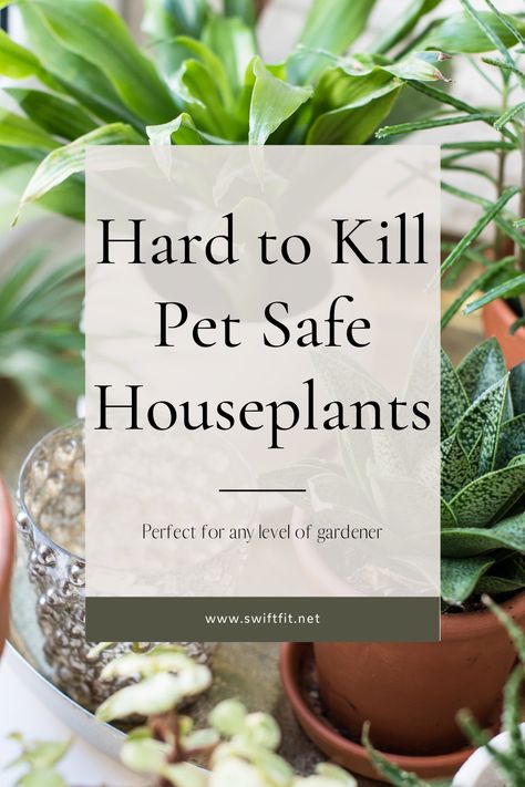 Outdoor, Houseplants Safe For Cats, Cat Safe House Plants, Dog Safe Plants, Plant Care Houseplant, Plants Pet Friendly, Indoor Plants Pet Friendly, House Plant Care, Cat Safe Plants