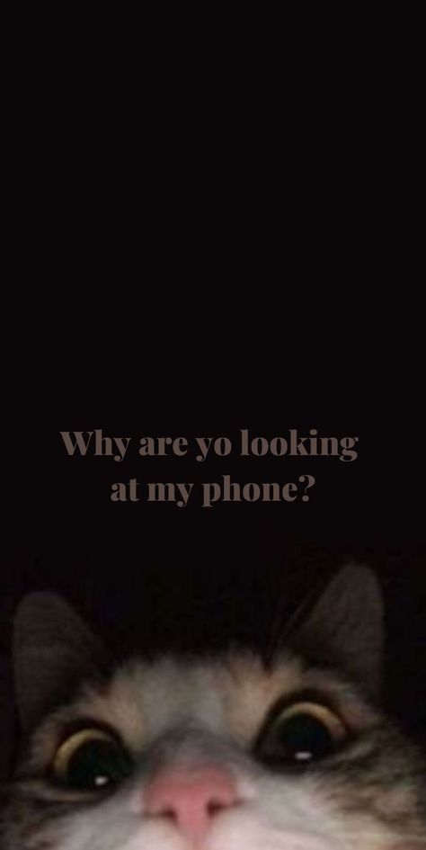 Iphone, Funny Lockscreen, Funny Iphone Wallpaper, Funny Phone Wallpaper, Cats, Sarcastic Wallpaper, Don't Touch My Phone Wallpapers Cute, Cute Cartoon Wallpapers, Iphone Wallpaper Quotes Funny