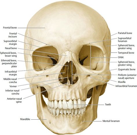 Facial bones and Neurocranium - frontal view Body Anatomy, Osteology, Physiotherapy, Dental Anatomy, Medical Anatomy, Physiotherapist, Basic Anatomy And Physiology, Facial Bones, Anatomy Bones