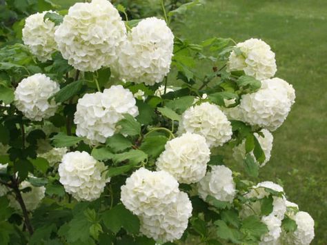 17 Most Beautiful Flowering Shrubs - Amazing Bushes for a Colorful Garden Flowering Bushes, Flowering Shrubs, Shrubs For Landscaping, Evergreen Flowering Shrubs, Shrubs, Grasses Landscaping, Evergreen Shrubs, Flowering Quince, Shade Perennials