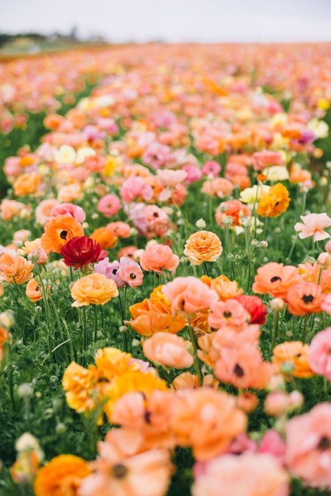 Plants, Inspiration, San Diego, Carlsbad Flower Fields, Flower Field, Flower Farm, Fields, Yellow Flowers, Wild Flowers