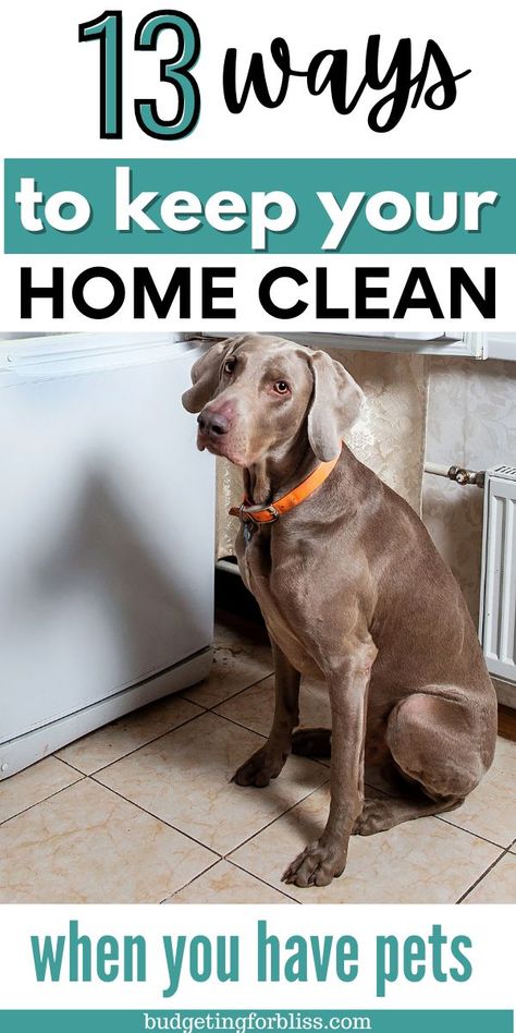 Ideas, Motivation, Inspiration, Cleaning Tips, Clean House, Easy House Cleaning Schedule, Clean Pet, Cleaning Hacks, Pet Cleaning