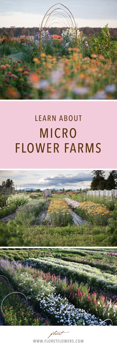 Learn how to grow more flowers than you ever thought possible on a small scale. Learn small scale farming techniques from Floret Flower Farm. Organic Gardening, Flora, Growing Flowers, Cut Flower Farm, Cut Flower Garden, Flower Garden, Flower Farm, Flower Farmer, Gardening Tips