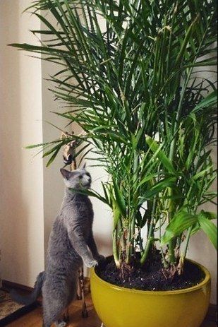 Bamboo Palm (Chamaedorea seifrizii) | 15 Beautiful House Plants That Can Actually Purify Your Home Compost, Gardening, Bamboo Palm, Cat Safe Plants, Cat Friendly Plants, Plants Pet Friendly, Indoor Plants Pet Friendly, Houseplants Safe For Cats, Best Indoor Plants