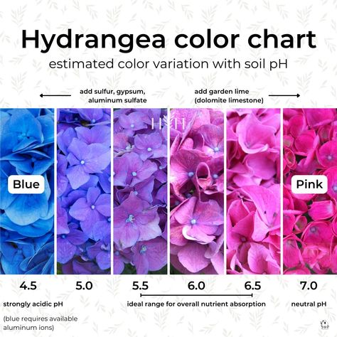 Nature, Gardening, Design, Hydrangea Colors, Blue Hydrangea, Blue Hydrangea Flowers, Hydrangea, Hydrangea Purple, Types Of Hydrangeas