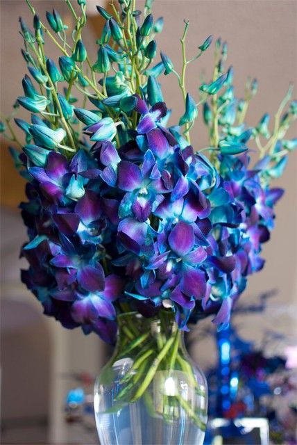 Centrepieces, Floral, Floral Arrangements, Teal Wedding, Orchid Wedding, Flower Arrangements, Blue Orchids, Beautiful Flowers, Pretty Flowers