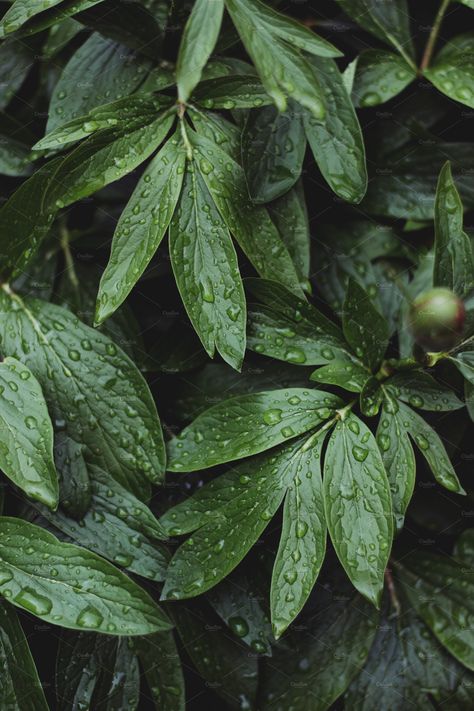 Lush #Greenery#Botanical  with Raindrops by René Jordaan Photography on @creativemarket Nature, Natural, Fotografie, Vert, Fotografia, Resim, Daun, Fotos, Naturaleza