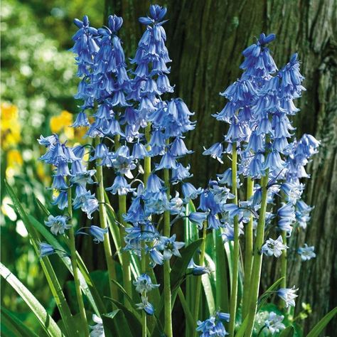 Gardening, Flora, Plants, Botanica, Spanish Bluebells, English Bluebells, Bulb Flowers, Flores, Blue Bell Flowers