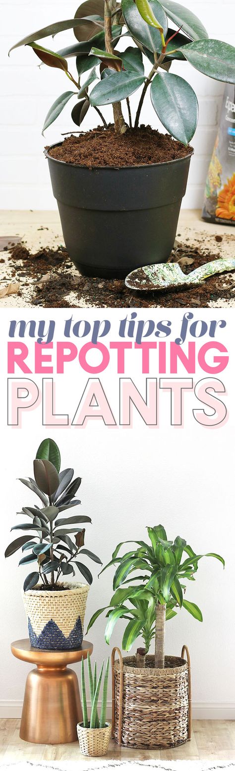 Can't wait to repot my plants! Pottery Barn, Replant, Indore, Vegetable Garden, Container Gardening, Plant Care, Repotting Plants, Replanting Succulents, Gardening Tips