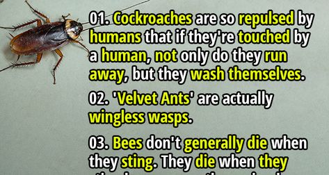 Insects, Ants, Larvae, Survival Instinct, Facts, Unbelievable Facts, Daily