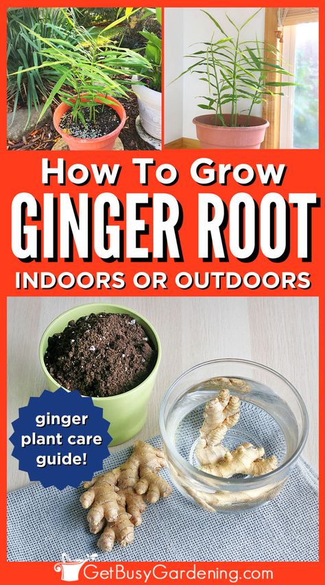 2 potted ginger plants growing inside over an image of ginger root in water next to a pot with soil in it Plants, Herbs, Ginger, Ginger Root, Growing, Ginger Rhizome, Ginger Plant, Garden, Growing Ginger