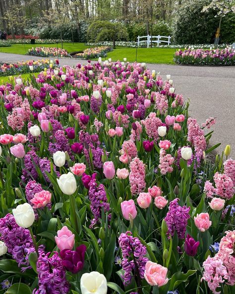 Summer, Floral, Spring Bulbs, Spring Bulbs Garden, Spring Tulips, Spring Garden, Annual Flowers, Planting Tulips, Spring Flowers