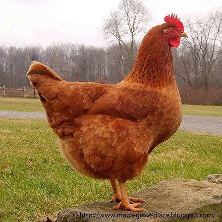 Red Hen, Chickens And Roosters, Red Chicken, Fancy Chickens, Chickens, Chicken Breeds For Eggs, Breeds, Chickens Backyard Breeds, Beautiful Chickens