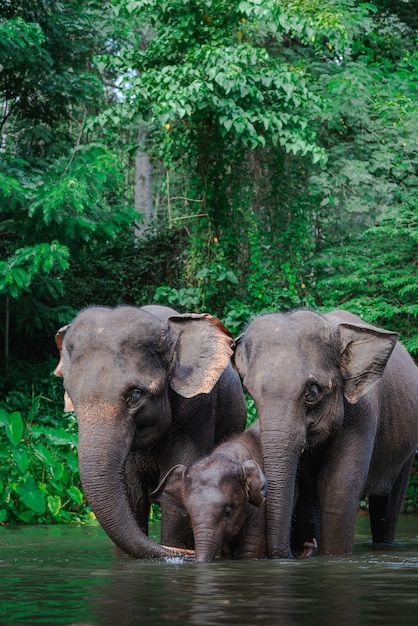 Thailand, Nature, African Elephant, Animal Photography Wildlife, African Forest Elephant, Elephant Photography, Wild Animals Photography, Wild Elephant, African Wildlife