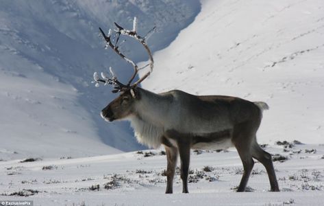 Britain's only herd of reindeer pictured roaming across snowy ... Ideas, Design, Deer, Elk, Rennes, Reindeer Antlers, Reindeer, Herding, Real Reindeer