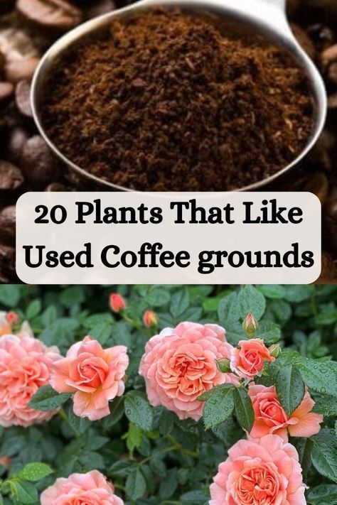 Coffee grounds can be a great addition to your gardening routine. Discover 20 plants that thrive when treated with used coffee grounds and learn how to incorporate used coffee grounds into your gardening practices. Planting Flowers, Edible Garden, Plants, Plant Benefits, Easy Garden, Growing Coffee, Coffee Plant, Garden Plants, Garden Layout