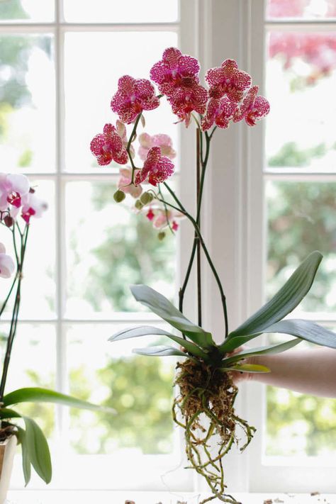 Gardening, Orchids Pots Ideas Planters, Orchid Plant Care, Geraniums, Orchids In Water, Orchid Pot, Plant Decor, Hanging Orchid, Orchids Garden