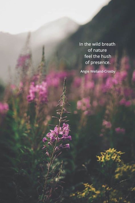 soulful nature quote | purple and yellow wildflowers | nature photography by Eberhard Grossgasteiger | a blog post to soothe the soul about reclaiming your inner wild nature child to relieve stress and promote well being |  "In the wild breath of nature feel the hush of presence."  #quotes #soulful #naturequotes #naturephotography #eberhardgrossgasteiger #wildflowers #meadow #inspirational #nature #blogging #naturelovers #fun #wellbeing #childhood #angieweilandcrosby #momsoulsoothers Peace Quotes, Instagram, Inspiration, Picture Quotes, Nature, Nature Quotes Inspirational, Nature Quotes Adventure, Nature Quotes, Nature Quotes Beautiful