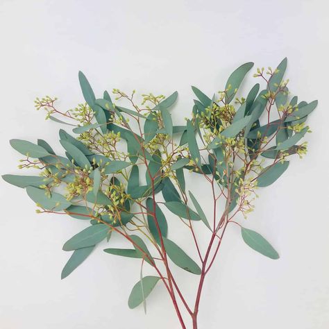 Found on Bing from www.cascadefloralwholesale.com Seeds, Flora, Seeded, Floral, Tattoo, Eucalyptus Leaves, Eucalyptus, Seeded Eucalyptus, Eucalyptus Bouquet