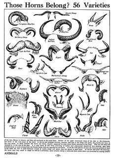 Various Animal Horns | Paul Rios | Flickr Antlers, Horns, Demonology, Satanic Art, Satyr, Goat Horns, Demon Drawings, Baphomet, Satan