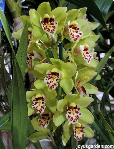 Cymbidium Orchid Care. Cymbidium Orchids are beautiful & not hard to care for at all. They do better outdoors, in temperate climates, then as a houseplant. Learn what they like & what you need to do to keep yours going strong. joyusgarden.com #cymbiumorchids #orchids #orchidcare #cymbidiums #plantcaretips Garden Care, Cymbidium Orchids, Cymbidium Orchids Care, Orchid Care, Orchid Seeds, Orchid Plants, Orchid Flower, Orchid Show, Orchids