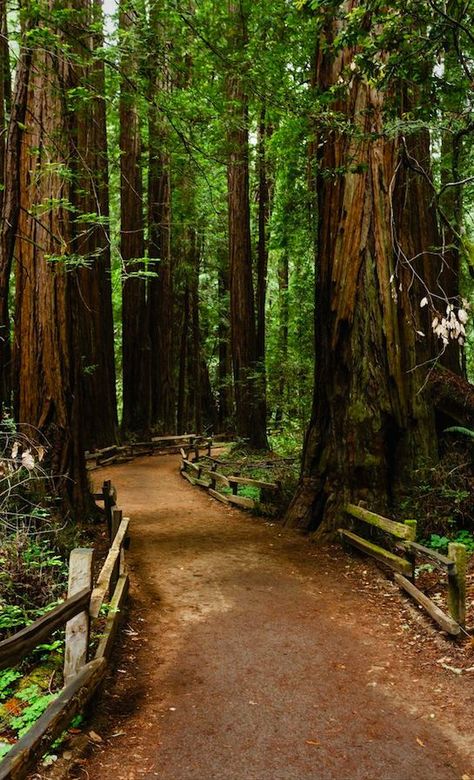Destinations, Wanderlust, Redwood Forest, Redwood Tree, Redwood, Muir Woods National Monument, Coastal Redwood, Road Trip, Places To See