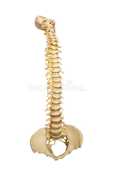 Spine. A model of a spinal column isolated on white , #Affiliate, #spinal, #model, #Spine, #white, #isolated #ad Back Pain, Degenerative Disc Disease, Degenerative Disc, Back Pain Remedies, Relieve Back Pain, Osteoarthritis, Pain Relief, Spinal Column, Ankylosing Spondylitis