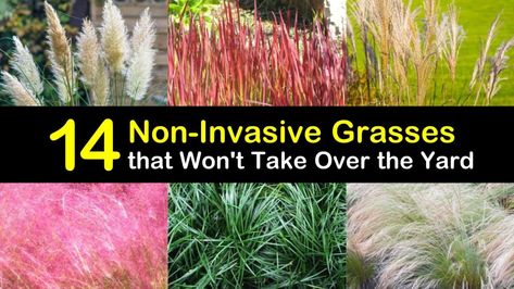 14 Non-Invasive Grasses that Won't Take Over the Yard Non Invasive Ornamental Grasses, Pampas Grass Landscape, Texas Landscaping Backyard, Simple Flower Bed Ideas, Natural Arrangements, Ornamental Grass Landscape, Dwarf Mondo Grass, Feather Reed Grass, Mexican Feather Grass
