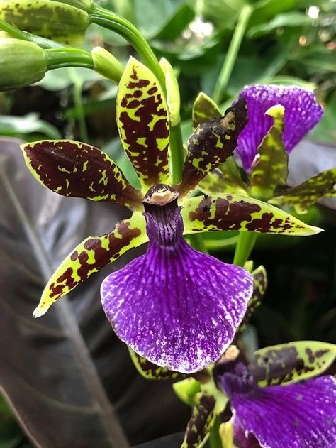 90 Different Types of Orchid Varieties You Can Grow! Floral, Gardening, Types Of Orchids, Dendrobium Orchids, Oncidium, Oncidium Orchids, Cymbidium Orchids, Miltonia Orchid, Cattleya Orchid