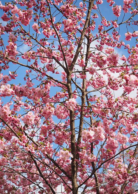 Flowering cherry trees are spring stunners and many varieties suit small gardens. Their pink blossom puts on a real show Gardening, Floral, Flowering Trees, Flowering Cherry Tree, Garden Trees, Blossom Trees, Small Trees, Spring Flowers, Garden Inspiration