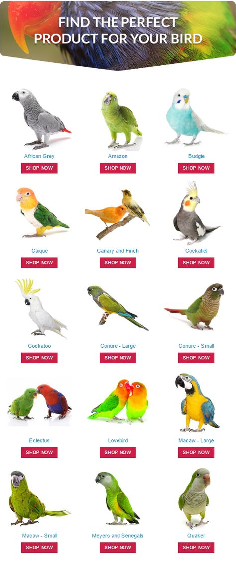 Find the perfect product for your pet #parrot by shopping at #ParrotEssentials using our shop by #bird type function. Pet Care, Types Of Pet Birds, Best Pet Birds, Pet Birds, Pet Bird, Bird Care, Bird Breeds, Parrot Pet, Cockatiel