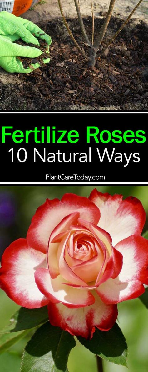 Rose Fertilizer Tips: Selecting The BEST Natural Fertilizer For Roses Planting Flowers, Gardening, Garden Care, Rose Fertilizer, Growing Roses, Planting Roses, Rose Plant Care, Shrubs, Natural Fertilizer