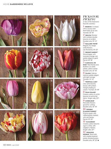 Better Homes and Gardens Article April 2018 – Wicked Tulips Flower Farm Wicked, Gardening, Texture, Types Of Tulips, Better Homes And Gardens, Spring Flowers, Tulip Fields, Tulips Garden, Types Of Flowers