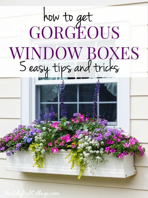Windows, Gardening, Exterior, Shaded Garden, Window Boxes, Window Baskets, Window Box Plants, Window Box Flowers, Window Box