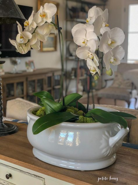 Floral Arrangements, Gardening, Orchid Centerpieces, Orchid Bowl, Flower Arrangements, Orchid Arrangements, Centerpiece Bowl, Floral Decor, Topiaries