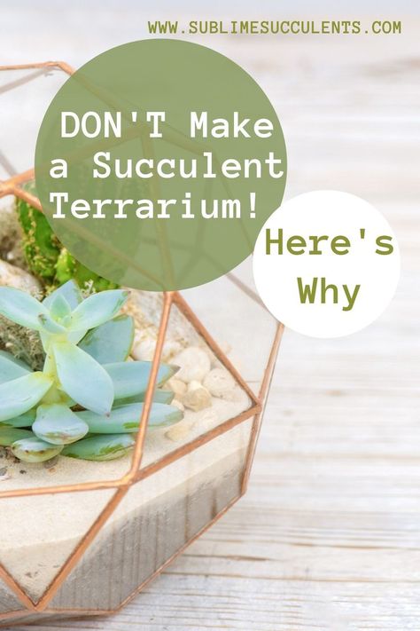 Terrarium, Diy Succulent Terrarium, Succulent Planter Diy, Succulent Garden Diy, Terrarium Containers, Terrarium Plants, How To Make Terrariums, Succulents In Glass, Cactus Terrarium