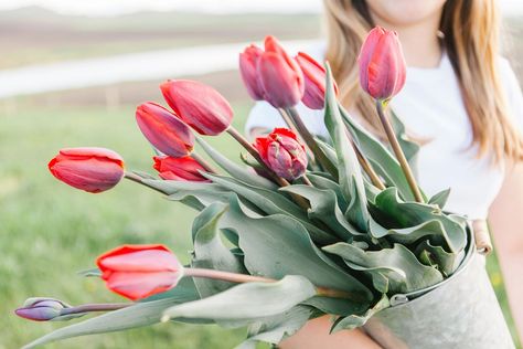 Tulips, Floral, Fresh, Plants, Inspiration, Flower Farm, Seasonal Flowers, Flower Farmer, Primrose