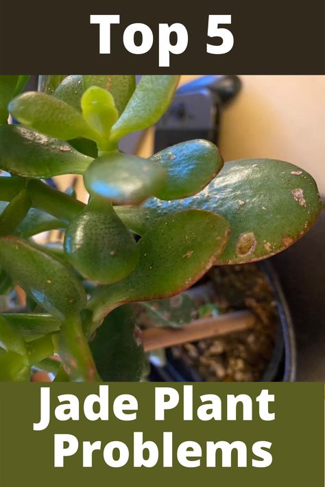 Cactus, Jade Plant Care, Jade Plant Pruning, Jade Succulent, Jade Plant Bonsai, Plant Benefits, Jade Plants, Plant Diseases, Succulent Care