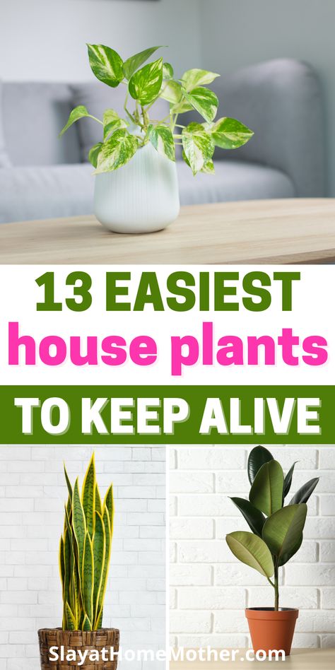 Miniature, Outdoor, Home Décor, Nature, Diy, Growing Plants Indoors, Plant Care Houseplant, Indoor Plant Care Guide, Plants To Grow Indoors