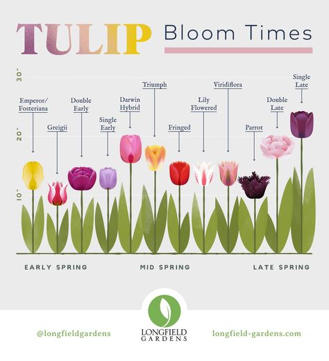 Flora, Planting Flowers, Tulip Season, Types Of Tulips, Growing Tulips, Planting Tulips, Tulip Bulbs, Spring Garden, Tulips Garden