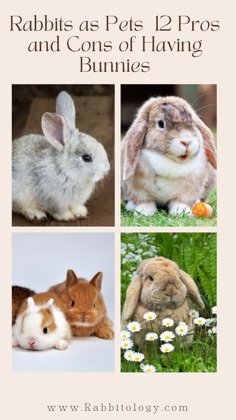 rabbits-as-pets Ideas, Poodles, Harry Potter, Best Rabbits For Pets, Types Of Bunnies, Raising Rabbits, Rabbit Care, Rabbits For Adoption, Domestic Rabbit