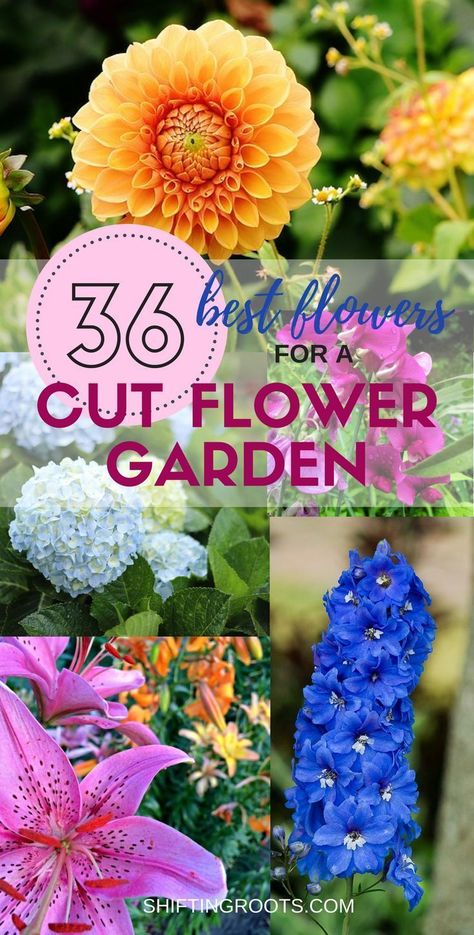 Would you like to grow a flower garden full of fresh cut flowers? Me too! I've compiled a list of the best perennials and annuals for beginners. You'll have lots of ideas of what to plant for all your floral arrangements that you just might run out of vases! #cutflowers #cuttinggarden #flowergarden #perennials #annuals #freshflowers #floralarrangement #floralarranging #gardening via @shifting_roots Planting Flowers, Shaded Garden, Outdoor, Floral, Gardening, Cut Flower Garden, Flower Garden, Best Perennials, Fresh Cut Flowers