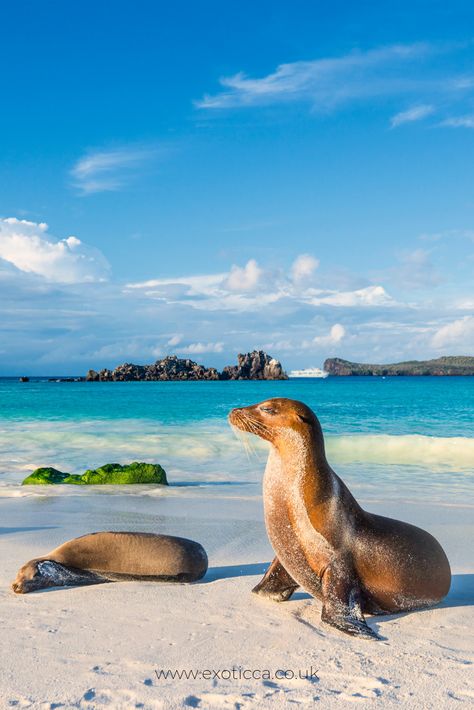 Destinations, Galapagos Islands, Iguanas, Islas Galápagos, Galapagos, Ecuador, Fauna, Paisajes, Turismo