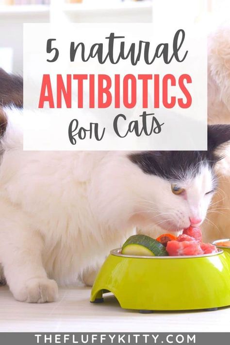 Cat Healthcare, Cat Health Remedies, Cat Health Problems, Cat Health Care, Natural Cat Remedies, Cat Remedies, Cat Illnesses, Cat Health, Natural Cat Food