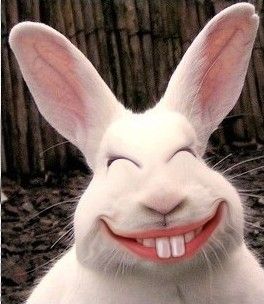 Humor Rabbit by newsupershadowbros on DeviantArt Humour, Animals, Funny Animal Pictures, Cute Funny Animals, Cute Animals, Rabbit, Gif, Meme, Cartoon Faces