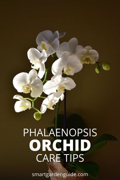 Planting Flowers, Gardening, Orchid Care, Orchid Plant Care, Phalaenopsis Orchid Care, Growing Orchids, Geraniums, Plant Care, Orchid Plants