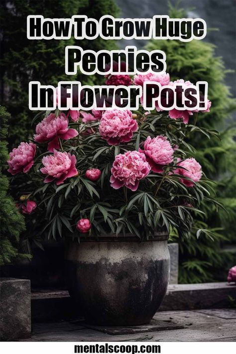 Planting Flowers, Decks, Floral, Exterior, Inspiration, Planting Peonies, How To Plant Peonies, How To Grow Peonies, Growing Peonies