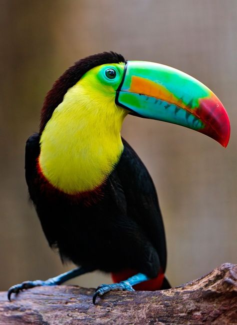 token#2...provision...(nice vision)... so vivid and gorgeous #Birds Bird, Maui, Colourful Birds, Tropical Birds, Cute Birds, Colorful Birds, Birds, Exotic Birds, Bird Pictures